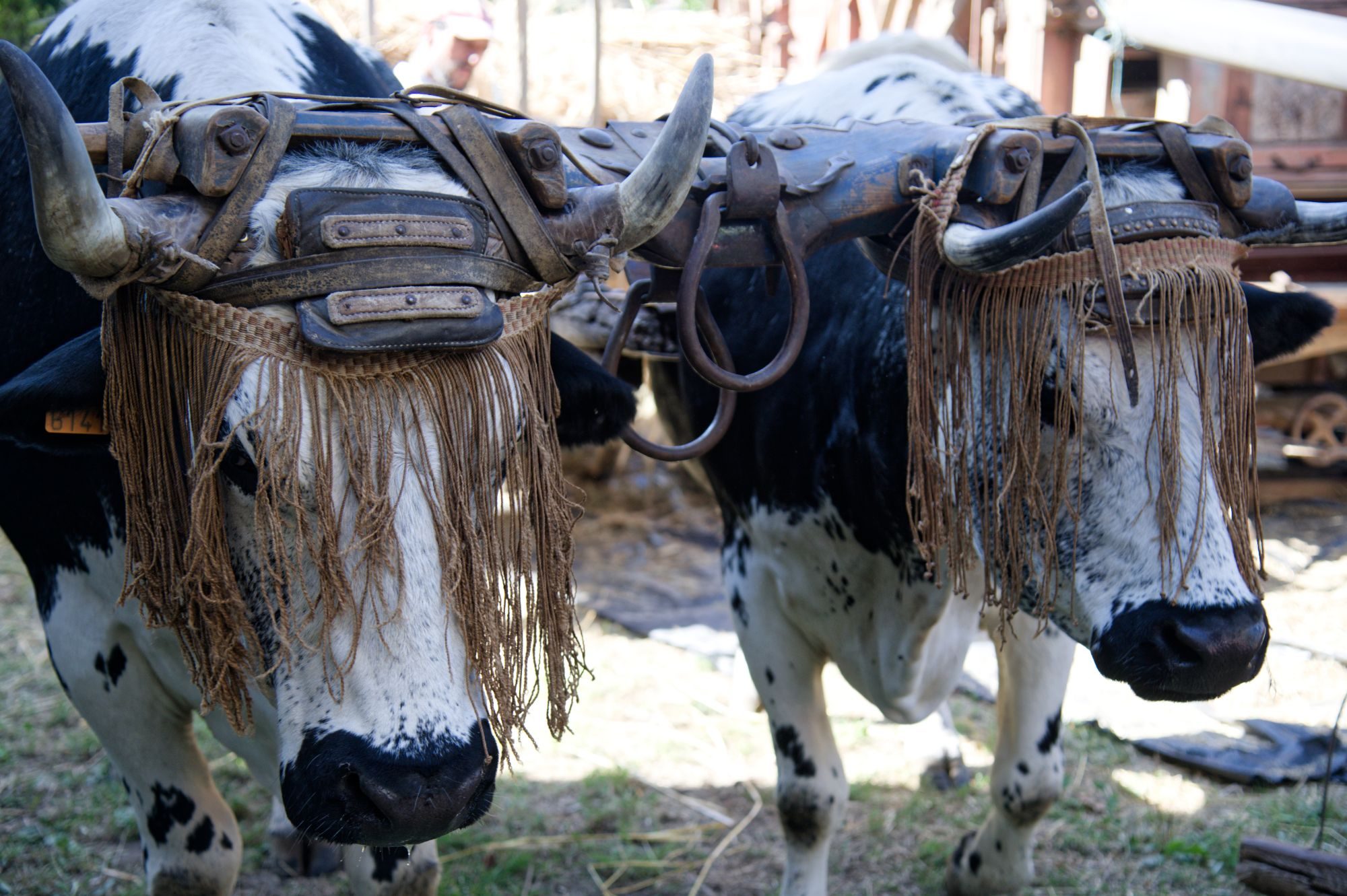 Deux bœufs liés au joug, fronteaux à franges sur les yeux
