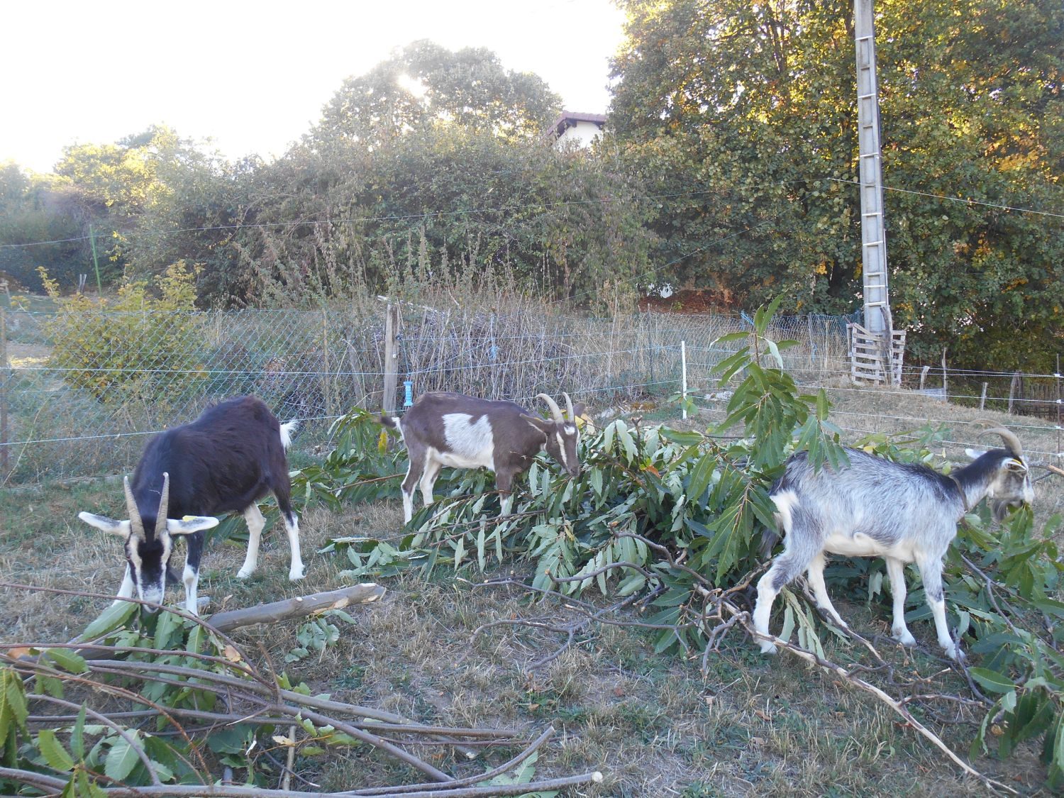 Trois chèvres mangeant des branches de châtaignier