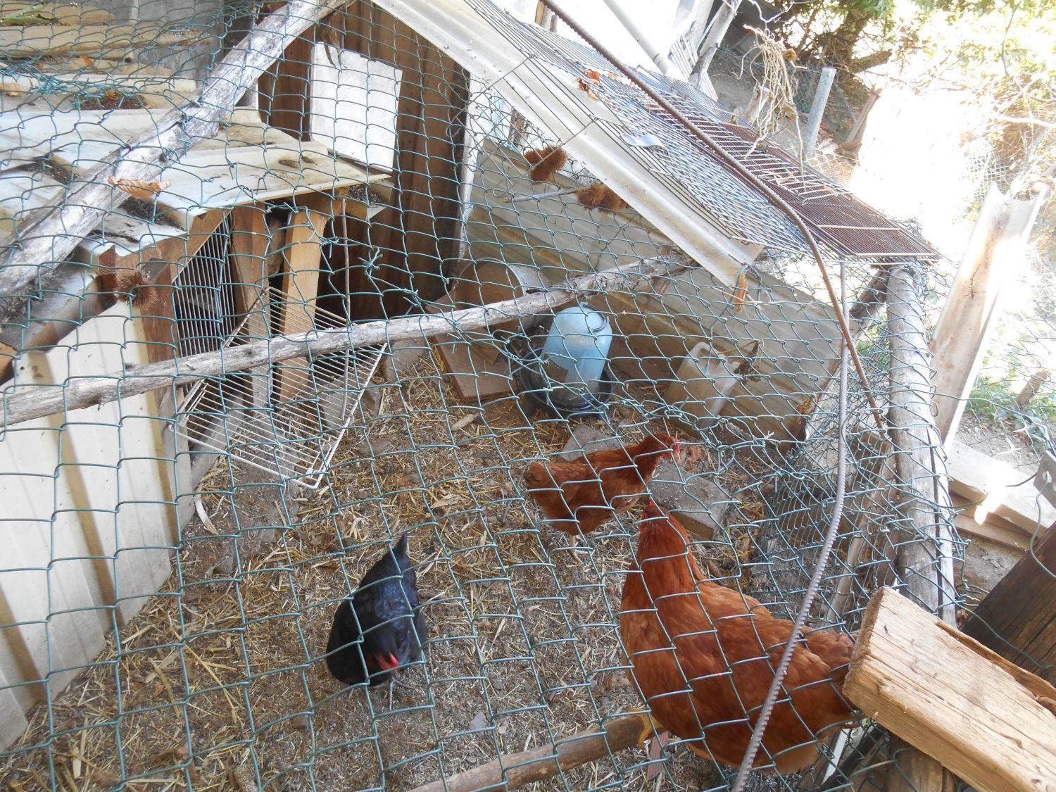 Poules rousses et poule noire dans le poulailler